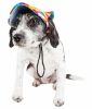 Pet Life 'Colorfur' Floral Uv Protectant Adjustable Fashion Dog Hat Cap